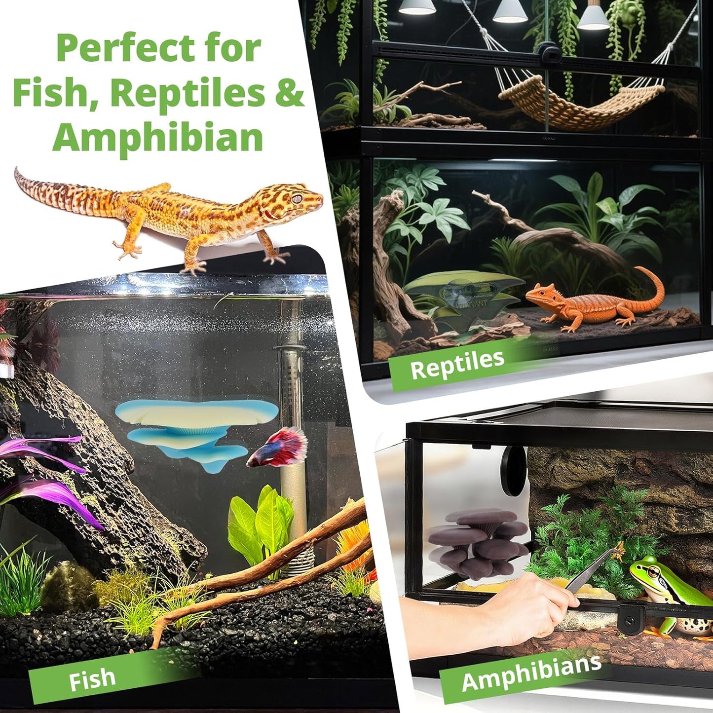 Mushroom Decor for Reptile Tank, Fish Tank, Pet-Safe Bearded Dragon Tank Accessories, Realistic Terrarium Plants for Crested Geckos, Frogs (Rainbow Trio Cap, Randomly Shipped from 3 Styles)