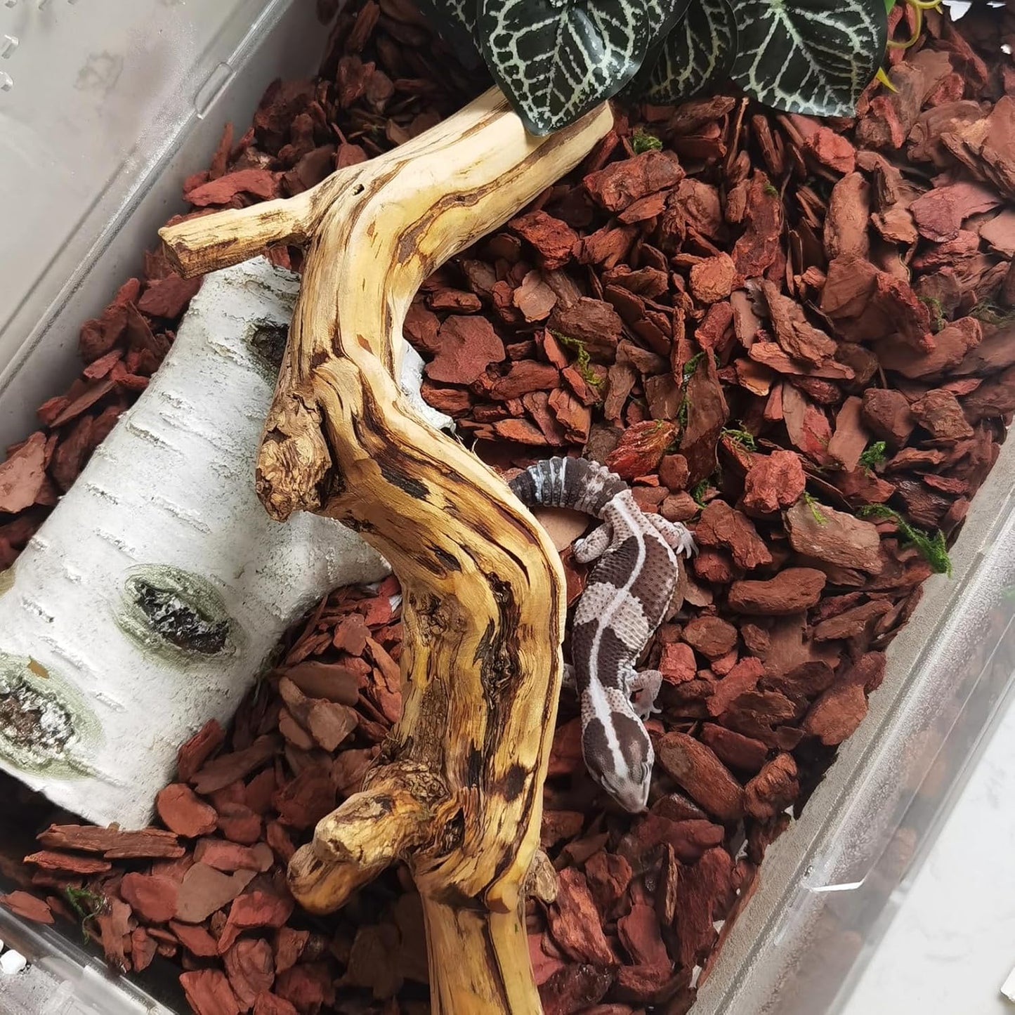 BNOSDM Reptile Cork Bark Substrate Bedding Tortoise Natural Cork Wood Chips Reptile Breeding Bedding Habitat Decor for Ball Python Lizard Snake Spiders Geckos Bearded Dragons Hermit Crabs （0.99LB）