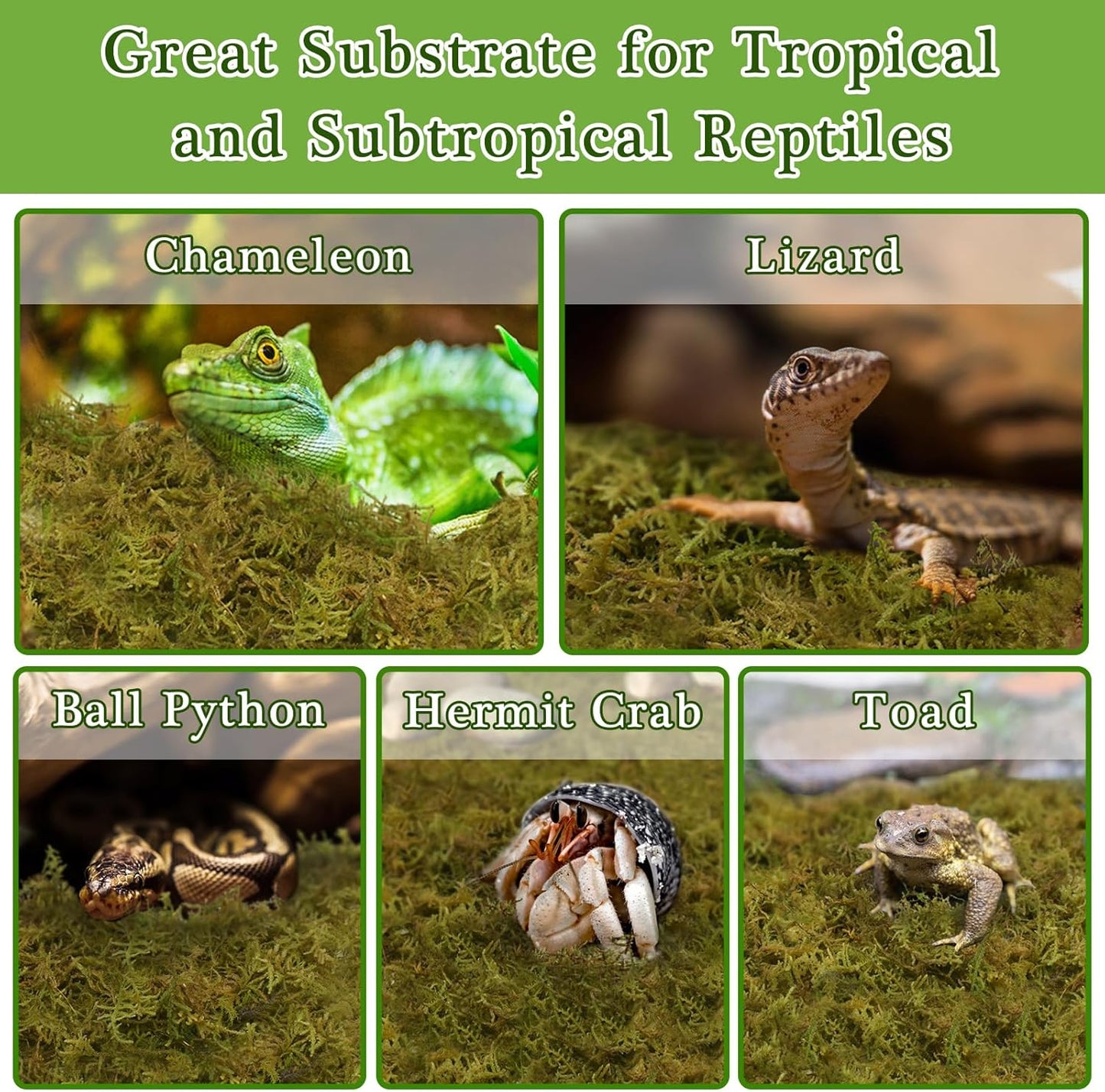 Halatool 2.5LB Natural Sphagnum Moss for Reptiles- 60QT Green Live Moss for Terrarium Plants Long Fiber Reptile Moss for Leopard Gecko Snake Hamsters Tortoises Frogs Lizards Salamanders