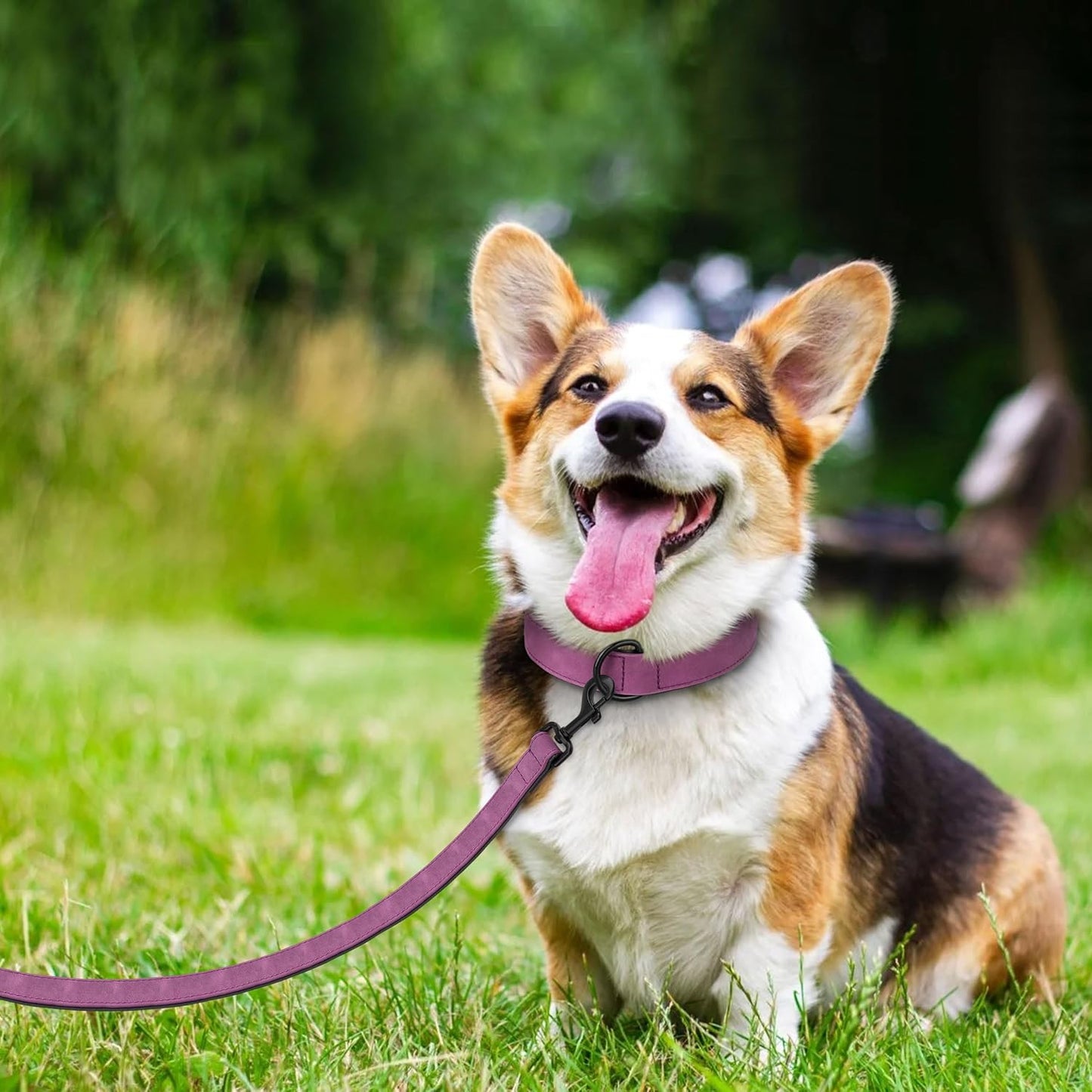 Didog Soft Padded Leather Dog Collar and Leash Set, Heavy Duty Dog Leash and Collar Set with Metal Buckle, Breathable Dog Collars with 4FT Leather Dog Leash for Small Medium Large Dogs, Purple, M