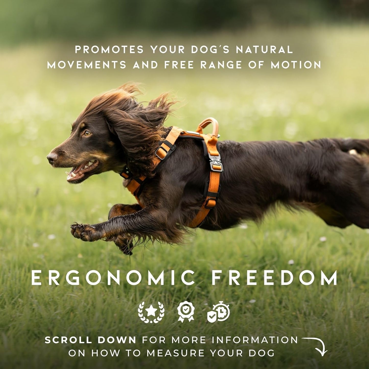 MADE TO ROAM Premium Explorer Harness - Y-Shaped Dog Harness with Adjustable Durable Nylon, Soft Padding, Metal Buckles and Leather Handle for Small, Medium, Large Dogs (Oregon Haze, Size 6)