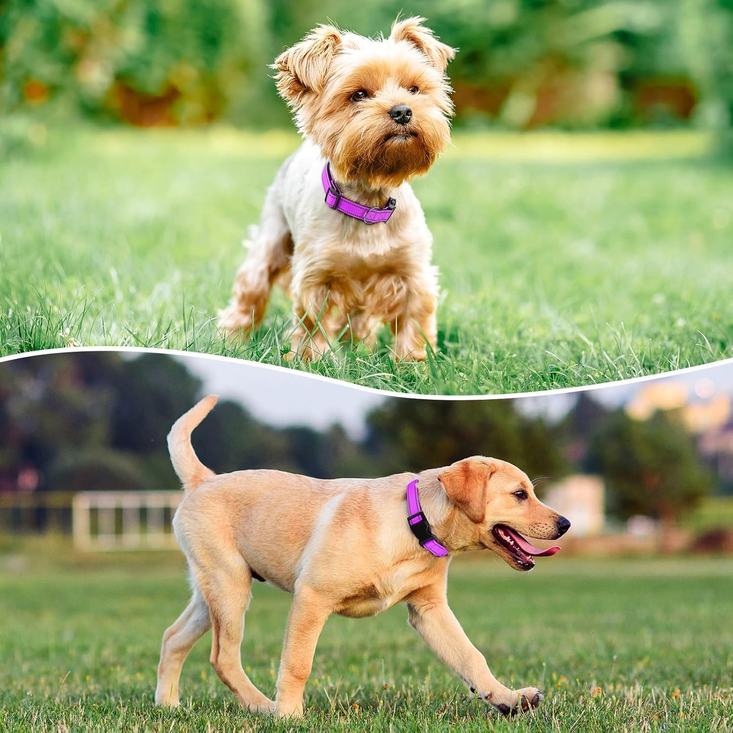 Reflective Dog Collar Padded with Soft Neoprene Breathable Quick Release Basic Dog Collars for Puppy Small Dogs Dark Magenta