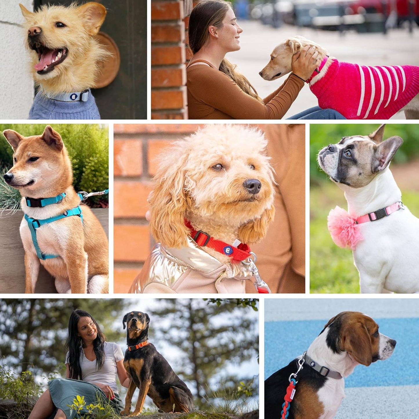 Blueberry Pet Essentials X-Small Dog Collar in Blazing Yellow | Adjustable & Eco-Friendly Durable Nylon Strap | Classic Collar for X-Small Dogs, Boy & Girl Pets