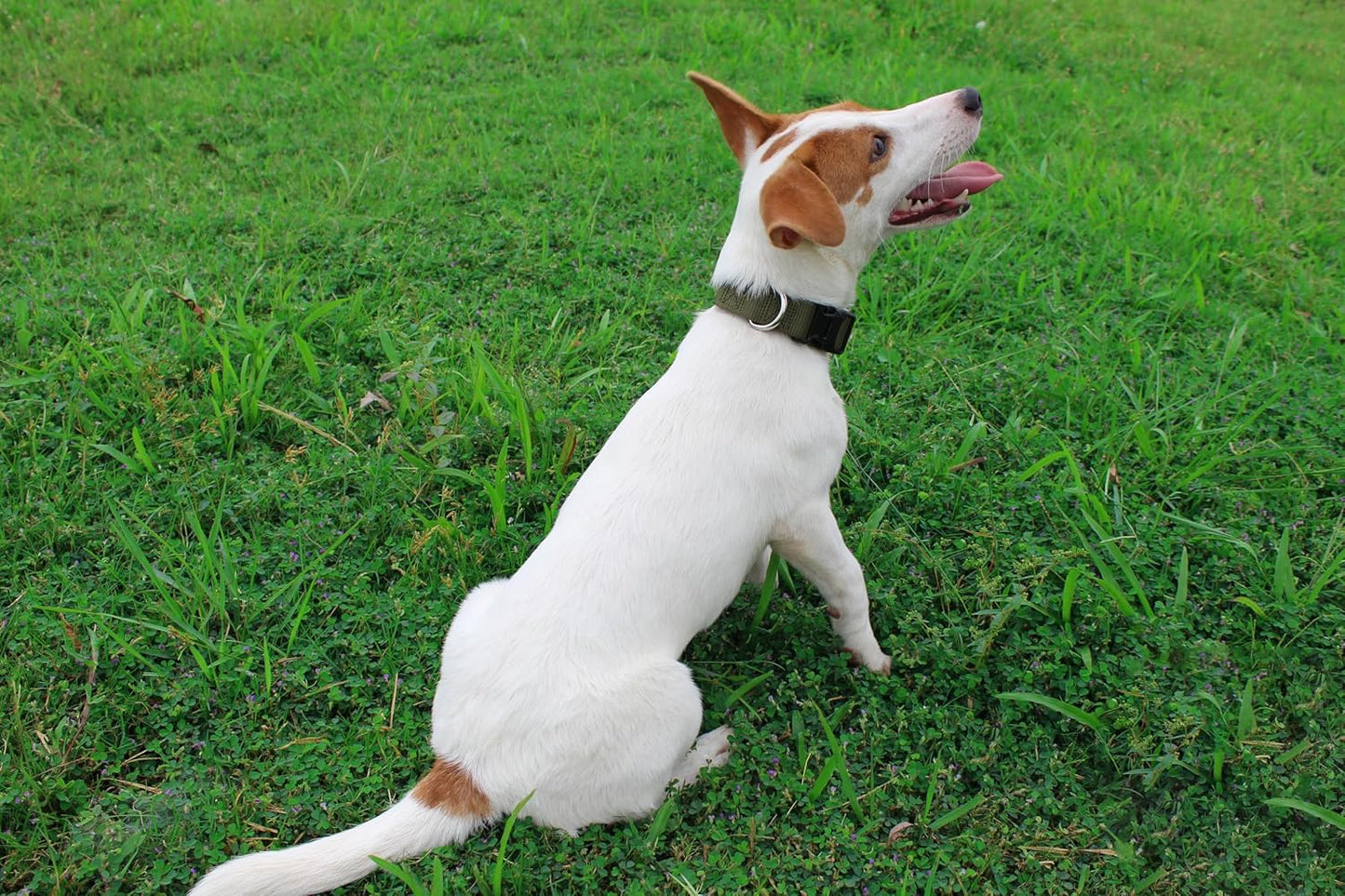 Mikivery Nylon Dog Collar with Quick Release Buckle Soft Adjustable Sturdy for Small Medium Large Dogs Military Green,L